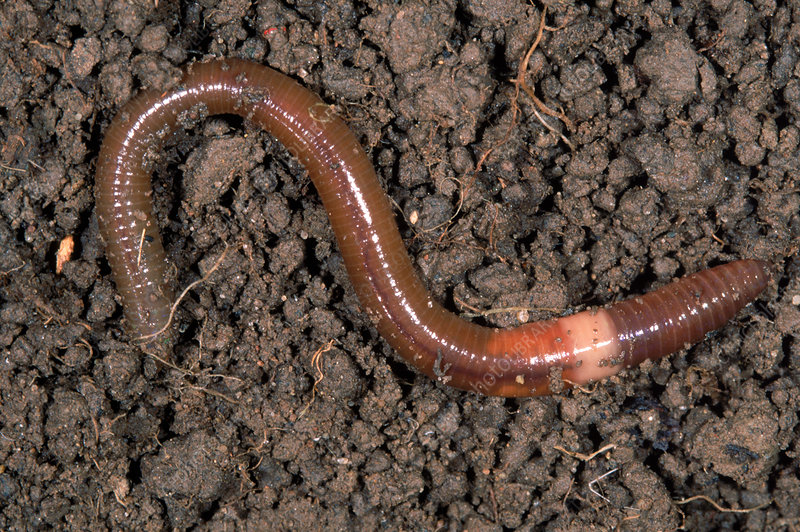 <p>contains earthworms and leaches </p><p>earthworms are distinguished&nbsp; by the thick band</p><p>they eat soil extracting nutrients&nbsp;</p>