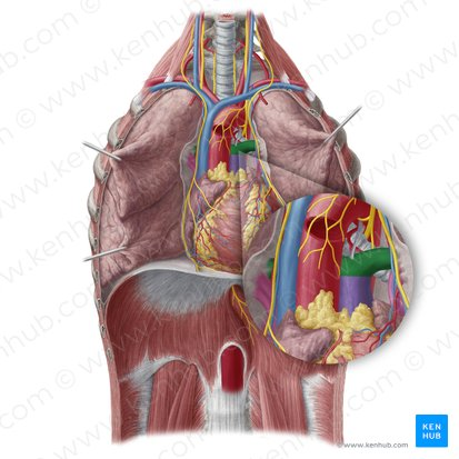<p>Two major arteries that deliver deoxygenated blood to lungs.</p>