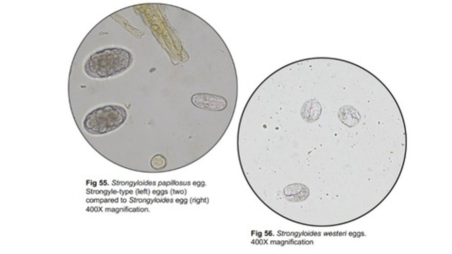 <p>Strongyloides Species:</p><p>-S. ____ = ruminants</p><p>-S. ____ = equids</p><p>*Strongyloides eggs are smaller than strongyle-type eggs</p>