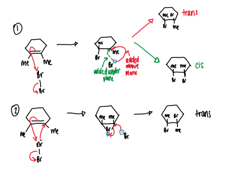 <p>bromine is an electrophile (Br<sup>-</sup>)</p><p>there are two possible mechanisms but only one is correct</p><p>mechanism 1 cannot be correct as only the trans isomer is actually observed to form. the only way in which the cis isomer cannot form but the trans can is for a bromonium ion to be formed as in mechanism 2</p>
