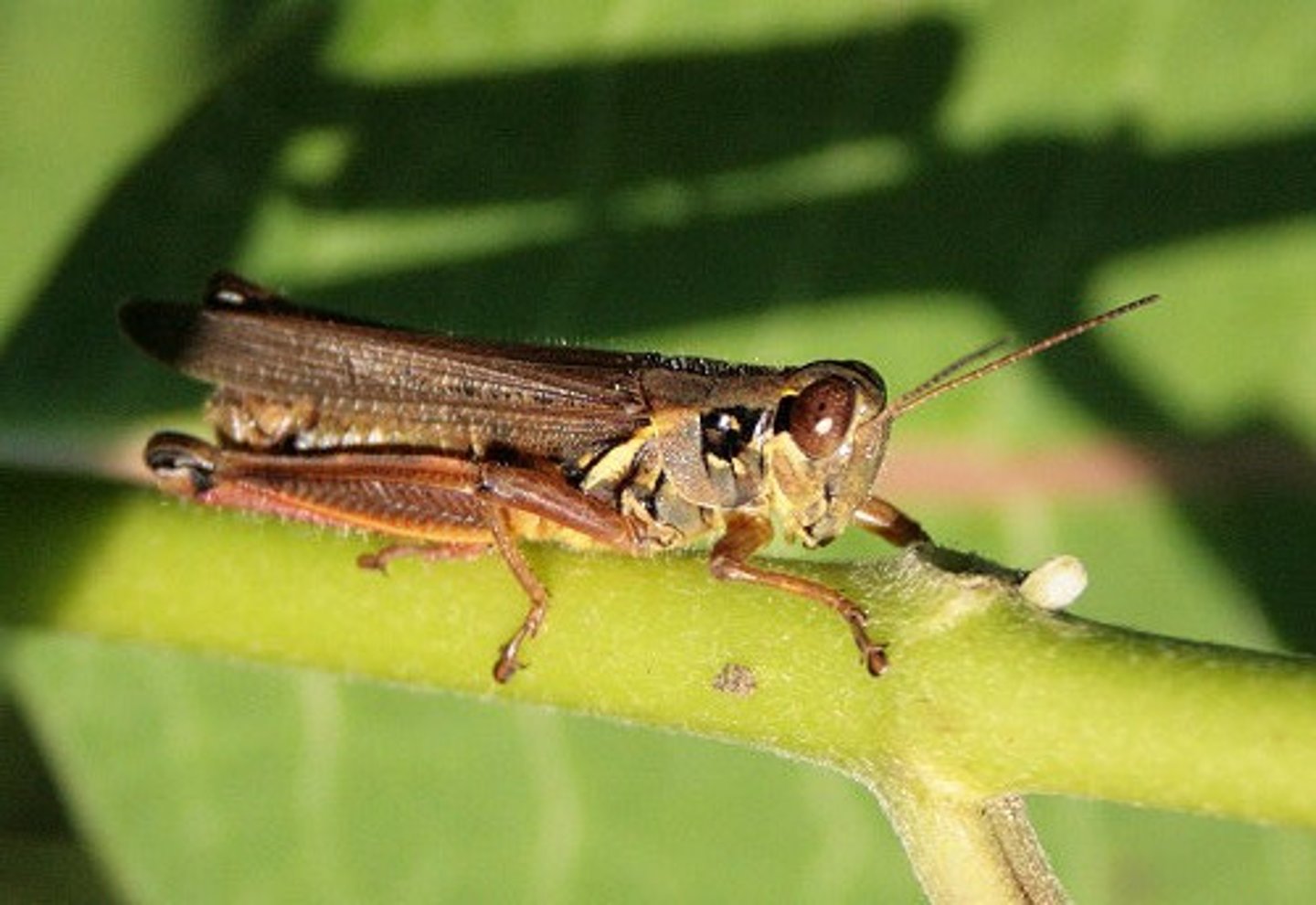 <p>Grasshopper family</p>