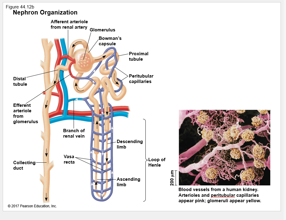 <p>What are the major parts of a nephron?</p>