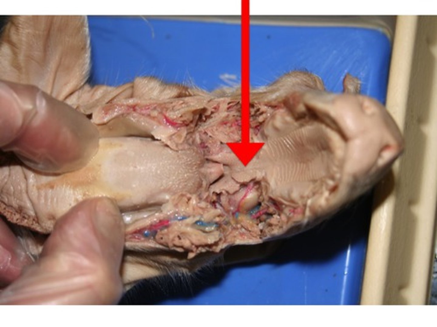 knowt flashcard image