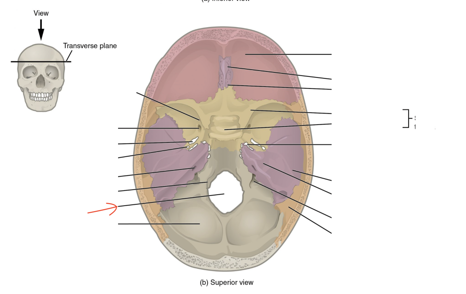 <p>Large hole for spinal cord to pass through</p>