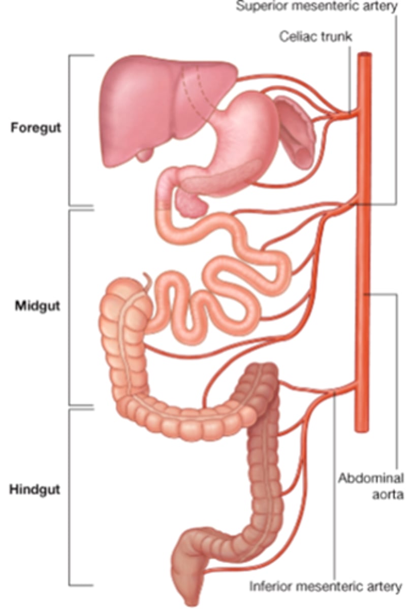 <p>stomach, spleen, liver, and gallbladder</p><p>will be supplied by the celiac trunk</p>