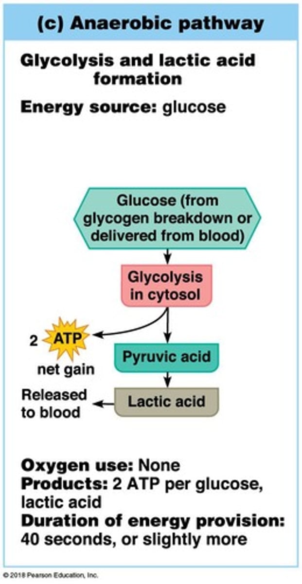 <p>Occurs when pyruvic acid converts to lactic acid during intense activity when oxygen is limited.</p>