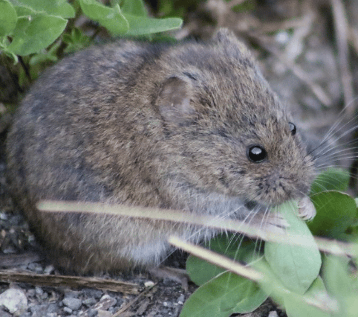 <p>Name, habitat, range</p>