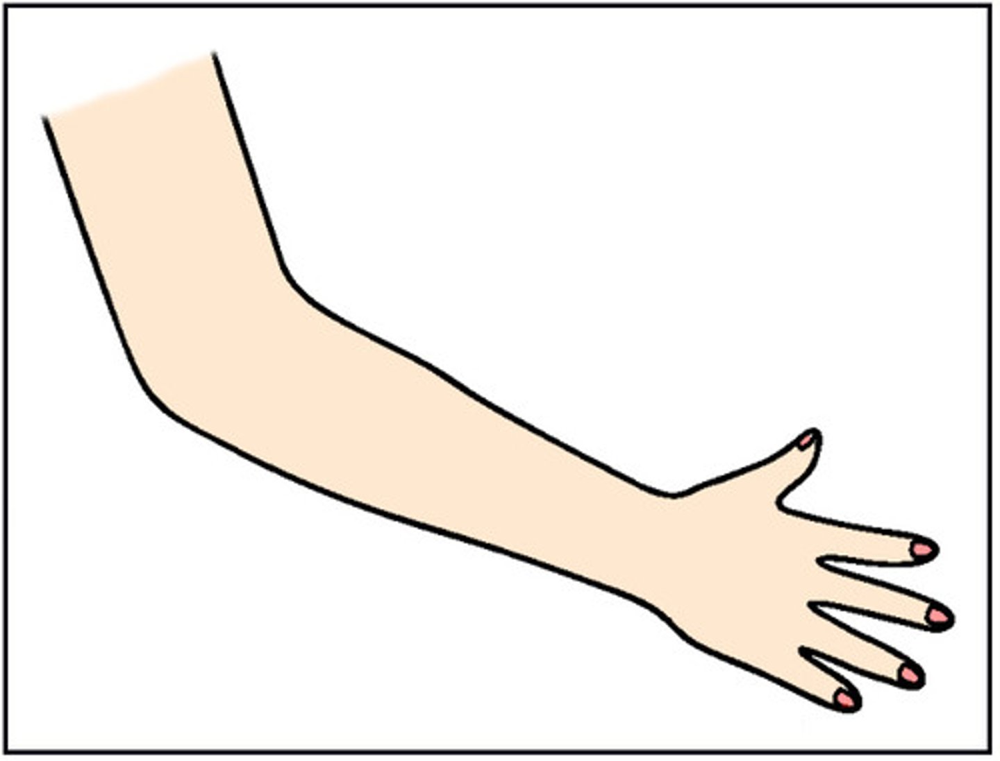 <p>(n): cánh tay</p>
