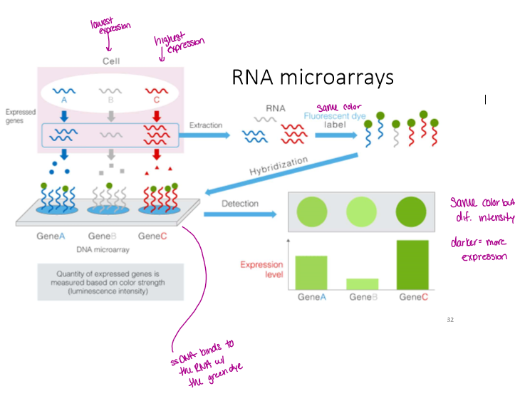<ol><li><p>have a synthetic single stranded DNA bound to a slide</p></li><li><p>extract RNA from the sample of interest, it is reverse transcribed to make cDNA, add fluorescent label, then hybridize to the slide</p></li><li><p>highly expressed genes have RNA bound and are a bright color</p></li></ol><p>can be used for competitive hybridization which shows relative expression of each gene between two samples. in this case you use two colors like red and green, a combo of the two is yellow, no expression is black</p>