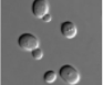 <p>What is the name of this cell?</p>