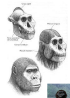 <p>Paranthropus were a group of species that exploited low-grade vegetable food sources (nuts, root tubers and seeds) resulting in (megadont) species with very large teeth.</p><p></p><ul><li><p>Went extinct though</p></li></ul>