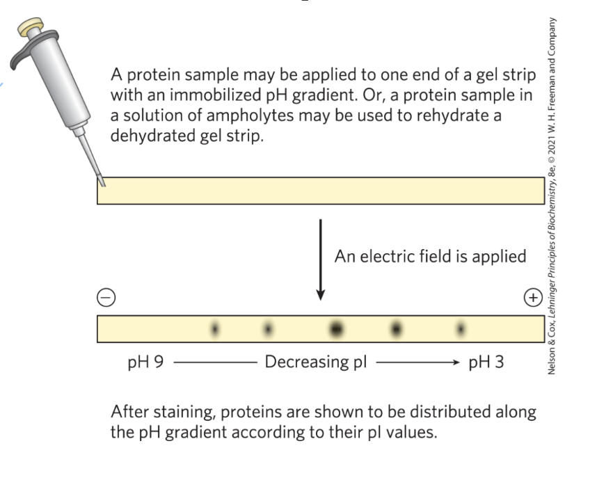 <p>isoelectric focusing</p><p><strong>**not used anymore</strong></p>