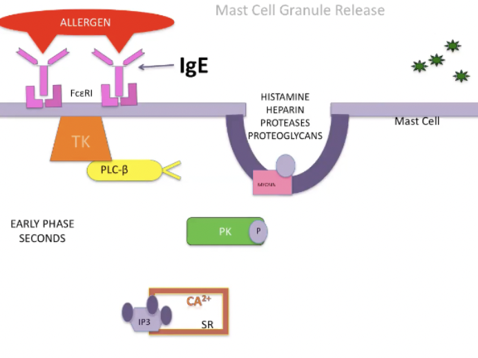 <ul><li><p><span>Allergen will crosslink and aggregate IgE molecules bound to high affinity receptors which will stimulate the pathway that involves tyrosine kinase</span></p></li><li><p><span>TK will phosphorylates molecules</span></p></li><li><p><span>When it phosphorylates phospholipase C will chew the phosphate head off of fatty acid tail</span></p></li><li><p><span>IP3 will stimulate release of Ca from SR</span></p></li><li><p><span>Calcium release will stimulate another protein kinase which phosphorylates myosin located on secretory granules which allows the secretory granules to move and merge with mast cell membrane and release their molecules</span></p></li><li><p><span>This happens rapidly, within seconds</span></p></li></ul><p></p>