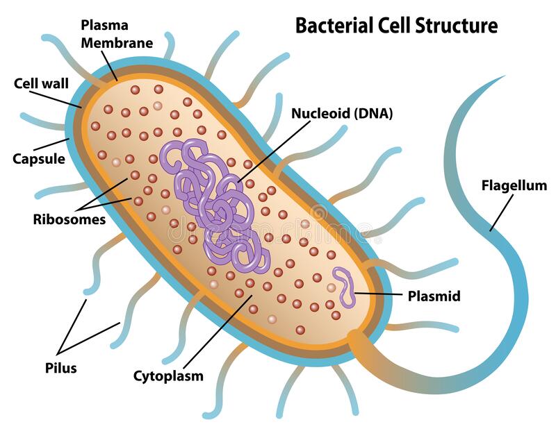 <ol><li><p>DNA is found in the cytoplasm (nucleoids) of the cell, as the cell does not have a nucleus. The DNA is also found as plasmids.</p></li><li><p>The DNA sequence does not have introns</p></li><li><p>The chromosome is circular</p></li><li><p>Most cells don’t have histones except archaeas</p></li><li><p>Single chromosome and plasmids in the entire cell</p></li></ol>