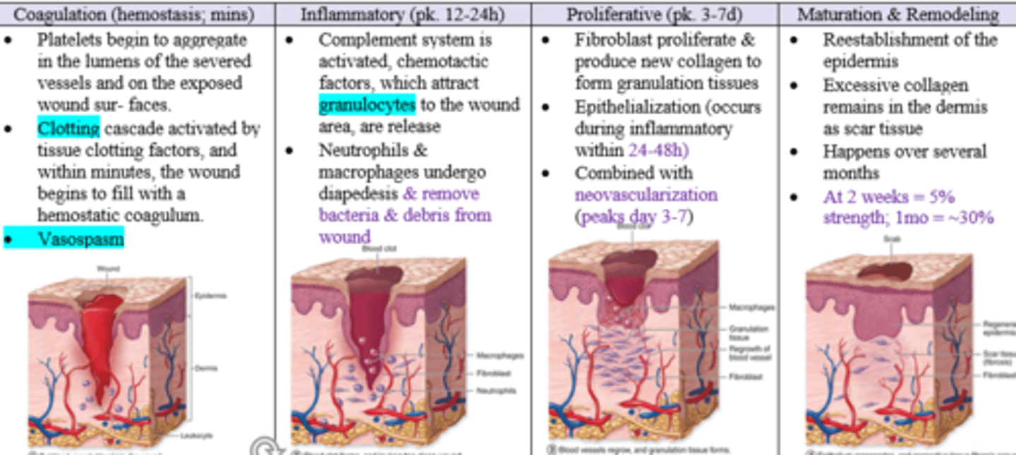 <p>1) Coagulation: Platelets </p><p>2) Inflammatory: Neutrophils, Monocytes, Macrophages</p><p>3) Proliferative: Keratinocytes, Fibroblasts, Epithelial cells</p><p>4) Maturation/Remodel: Myofibroblasts</p>