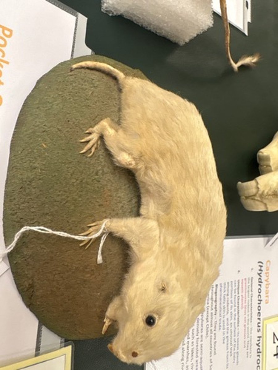 <p>What animal is this?</p>