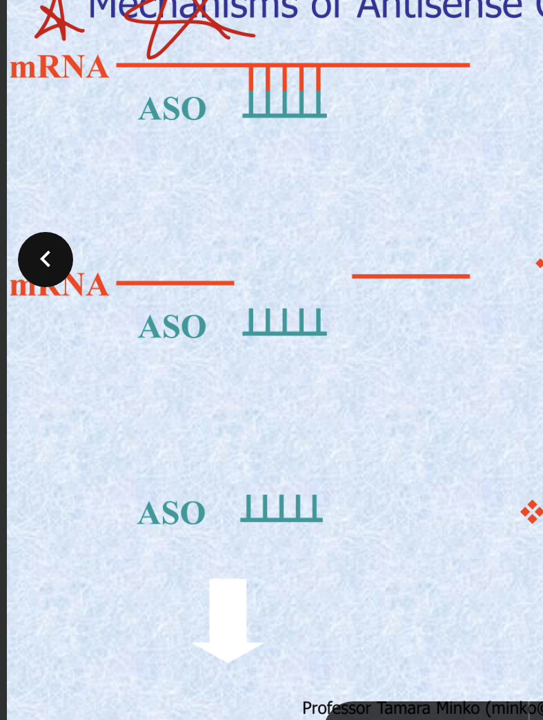 <ul><li><p>binding of ASO to mRNA forming a duplex and <strong>preventing</strong> the synthesis of specific protein</p></li><li><p>enzymatic degradation of mRNA portion of the duplex which releases the ASO for further binding to another mRNA</p></li><li><p>the release of ASO by the cell into the blood stream and excretion (usually unchanged) by the kidney</p></li></ul><p></p>