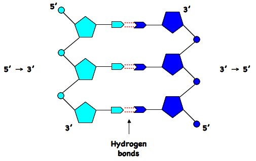 <p><span><span>Why are hydrogen bonds important in DNA?</span></span></p>