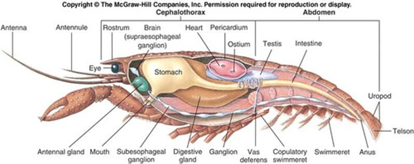 <p>mouth, stomach, large digestive gland, intestine, anus</p>