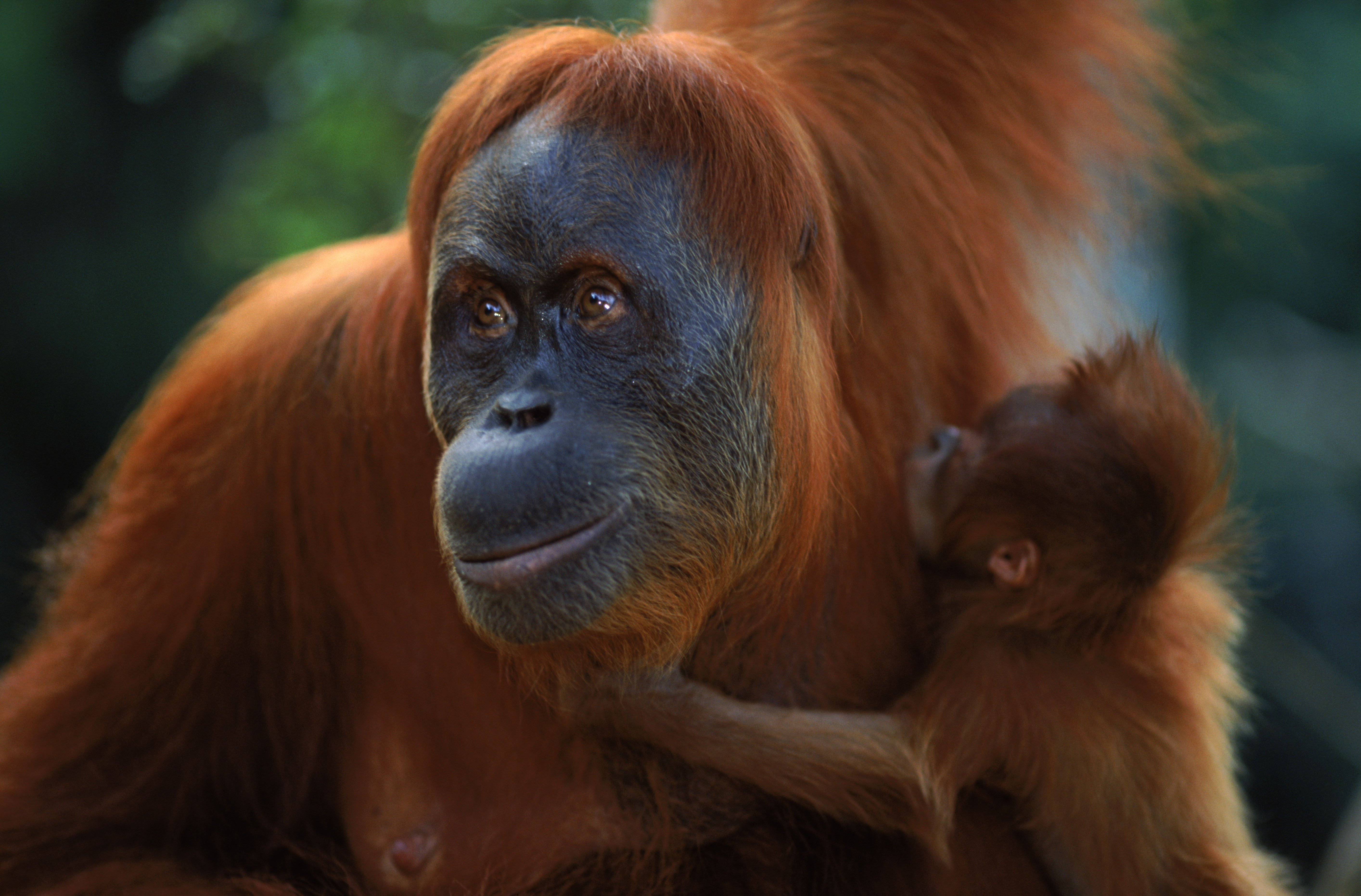 <p>Orangutan</p>