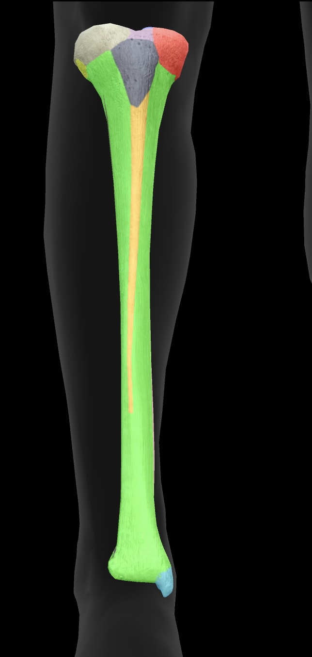 <p>The bony prominence on the medial aspect of the ankle that is formed by the distal end of the tibia. </p><p>attachment site for ligaments of the talocurural (ankle) joint</p>