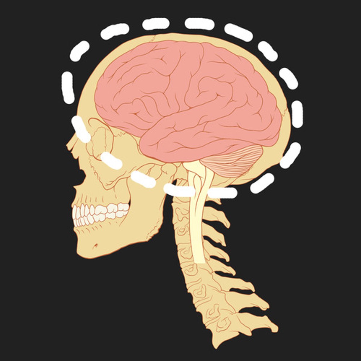 <p>brain</p>