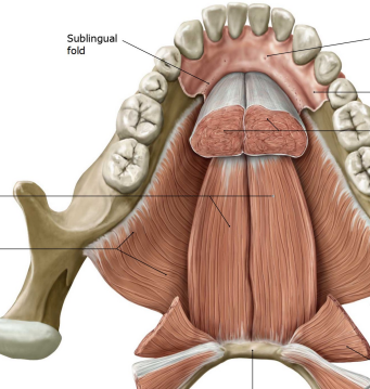 <p>Label the parts of the floor of the oral cavity</p>