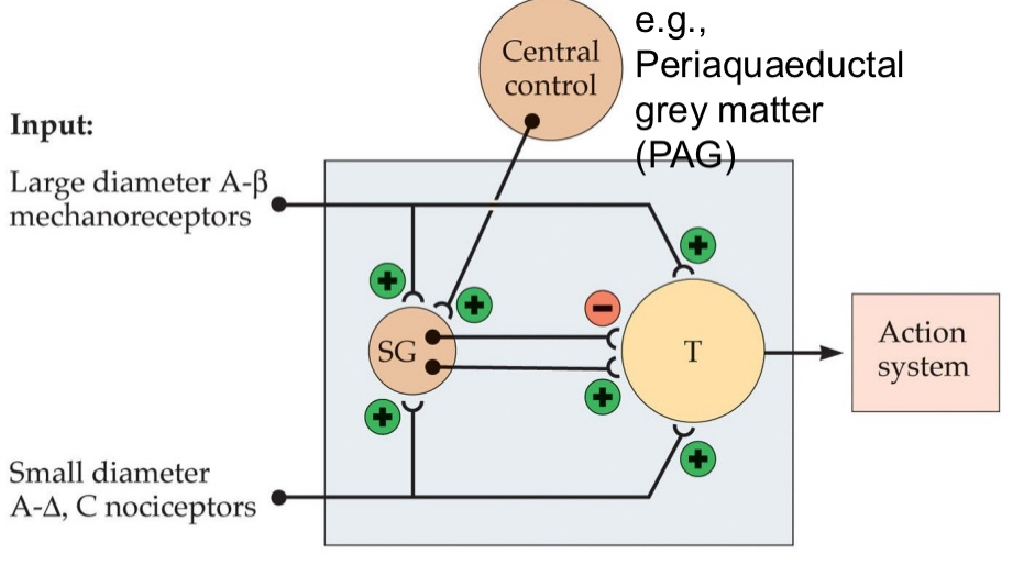 <ul><li><p>Describes a pain transmitting system that incorporates modulating signals from the brain</p></li><li><p>Feedback circuit located in substantia gelatinosa of dorsal horn of spinal cord</p></li><li><p>Gate neurons block pain transmission</p></li><li><p>can be activated by noxious stimulation applied to another site distant from source of pain</p></li></ul><p></p>