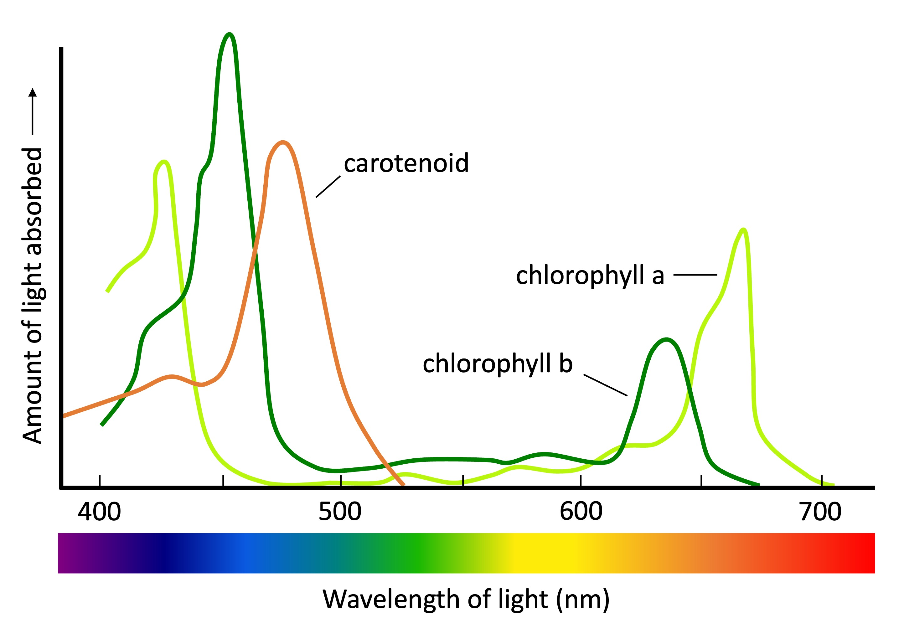 <p>The <strong>absorption spectrum</strong> shows the wavelengths of light absorbed by a pigment. </p><p>On the x-axis is the wavelength of light (nm) and colors of light. </p><p>On the y-axis is the amount of light absorbed. </p><p>Chlorophyll absorbs blue light (400-500 nm) and red light (650-680 nm) best. It reflects green light (500-570 nm).</p>