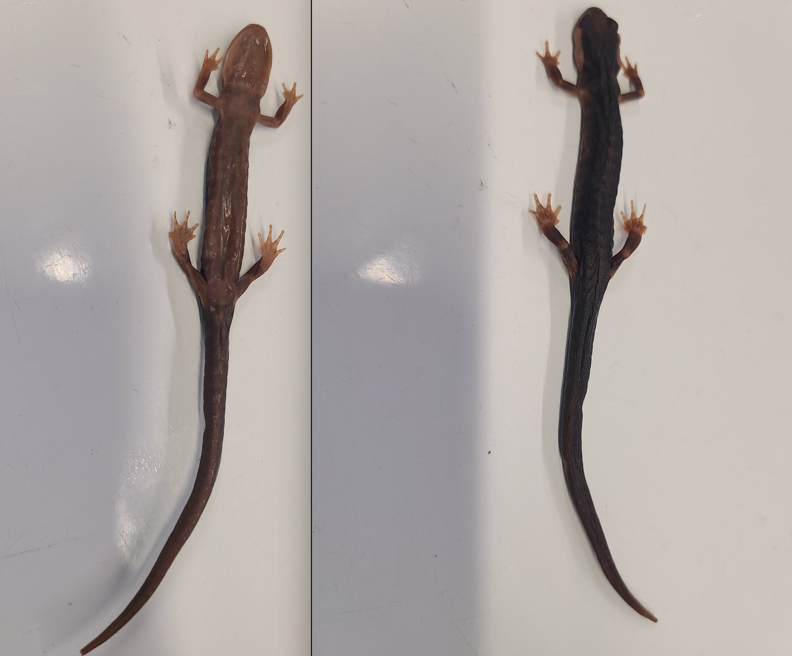 <p>Order and Family of Plethodon albagula</p>