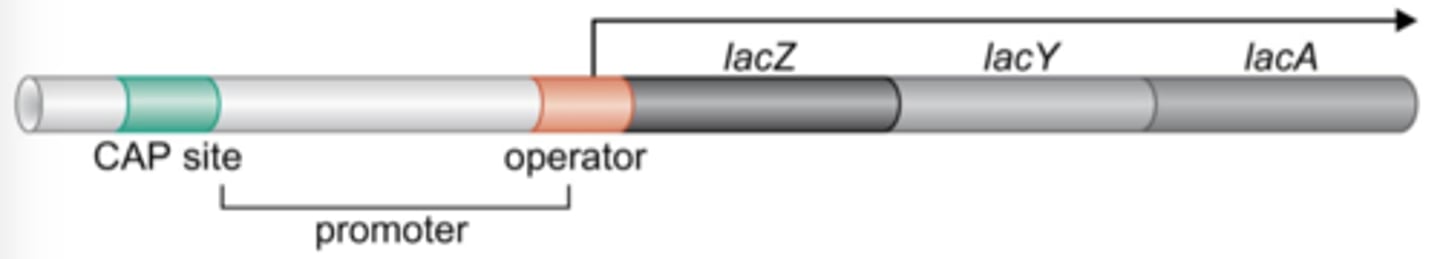 <p>a number of genes that are grouped together and regulated together related to the use of lactose by E. coli and other bacteria.</p>