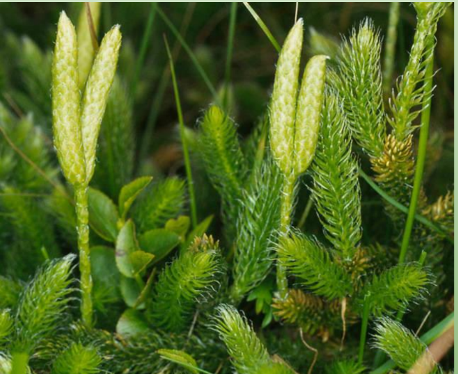 <p>lycopodiophyta, plavun vidlačka</p>