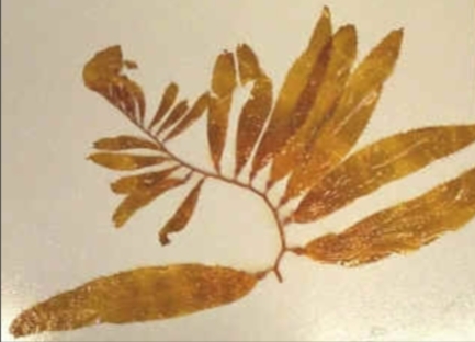 <p>bladder kelp, large brown algae have pneumatocysts</p><p>among the largest multicellular algae </p>