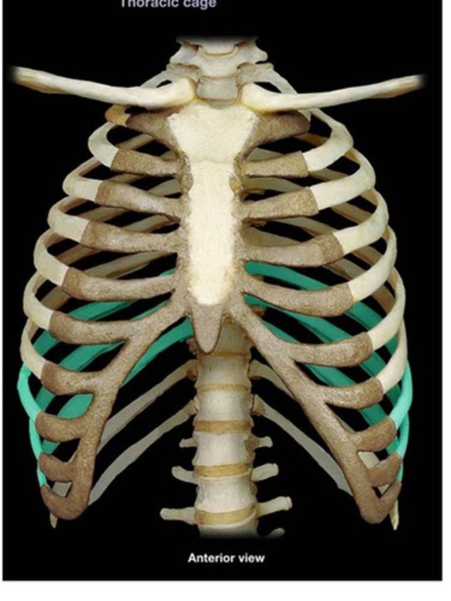 <p>ribs 8-12, can only indirectly attaches to sternum</p>