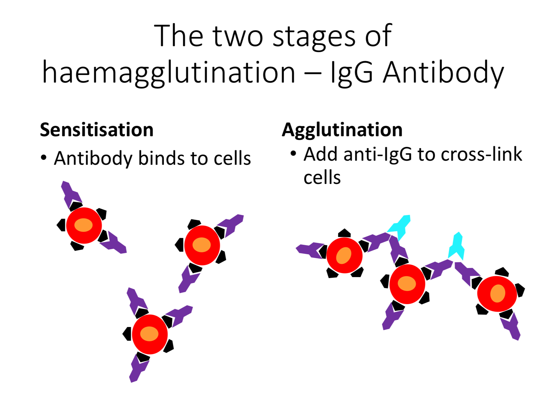 <ol><li><p>Sensitisation</p></li><li><p>Agglutination</p></li></ol><p>IgG </p><ol><li><p>Sensitisation &gt; Aby binds to cells</p></li><li><p>Agglutination &gt; Add anti-IgG to cross-link cells </p></li></ol><p>IgM</p><ol><li><p>Sensitisation &gt; Abyb binds to cells</p></li><li><p>Agglutination &gt; Bound aby cross-link cells</p></li></ol>