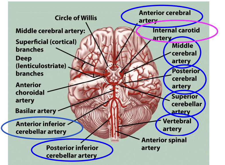 <p>Damage to Blood Supply </p>