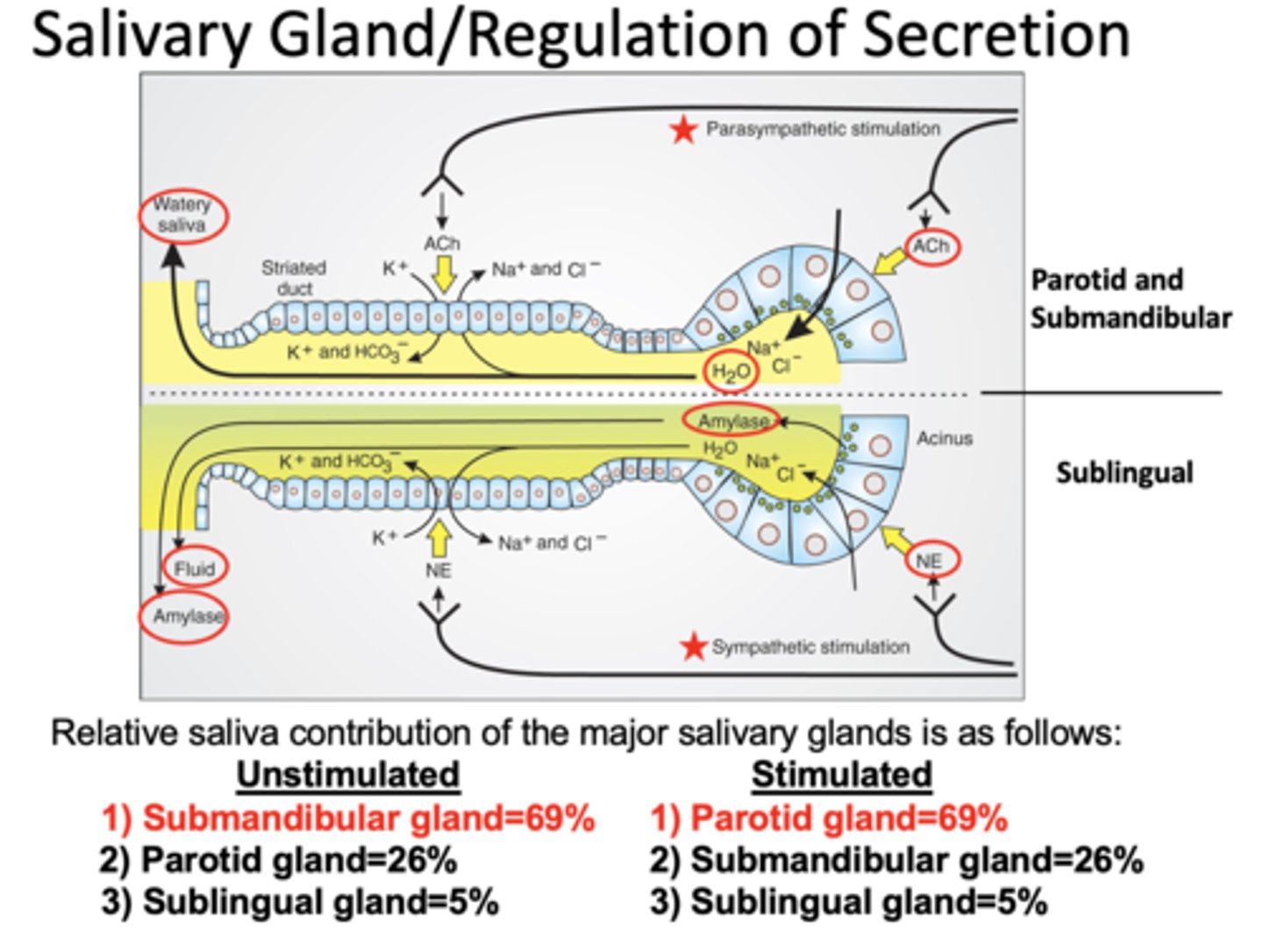 <p>submandibular (69%)</p>