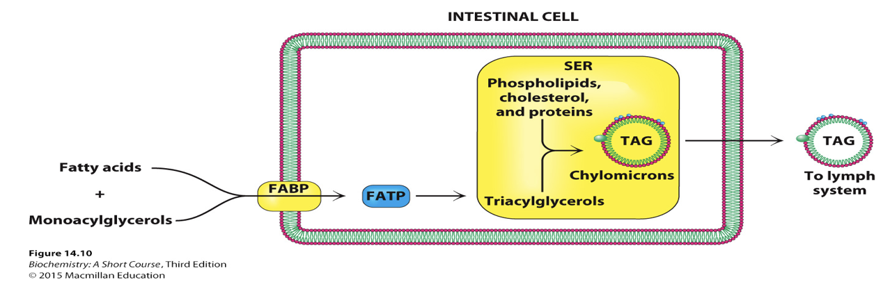 <p>Sequentially cleaves remaining TAGs and DAGs in the stomach, generating free fatty acids (FAs) and monoacylglycerol (MAG).</p><ul><li><p>FA and MAG then moved across cells plasma membrane </p></li></ul><p></p>
