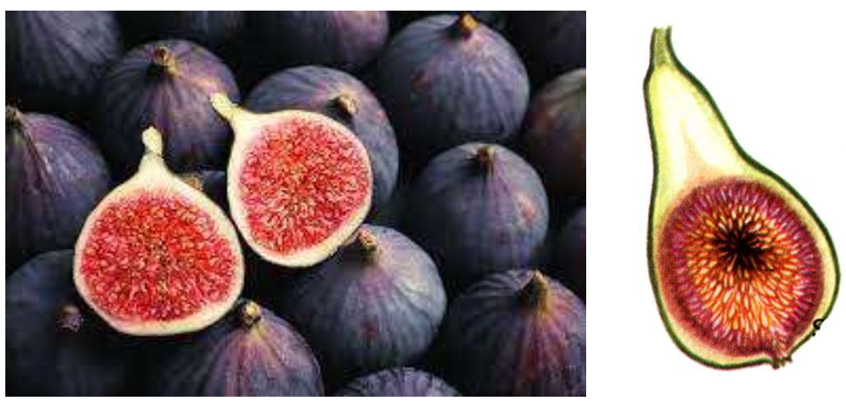 <p>Type of inflorescence formed by enlarged, fleshy, hollow receptacle with individual flowers / fruits borne inside it.</p>