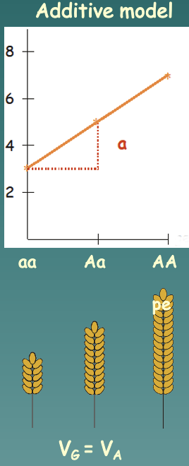 Deviation from the avg. phenotype due to inheriting a particular allele

* Additive interaction between alleles: heterozygous individuals are a mid-point between the alleles