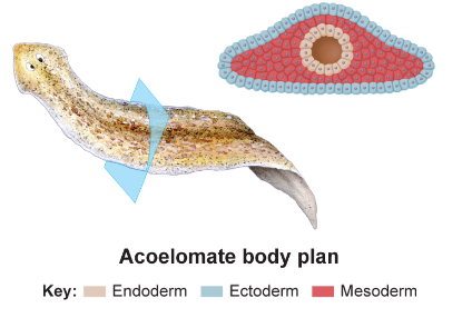 <p>no coelom, have solid bodies without fluid-filled body, and no circulatory system (example: sponges)</p>