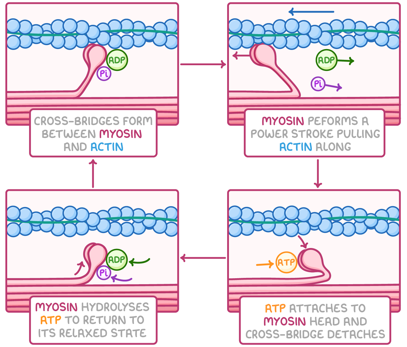 <p>Describe the sliding filament model</p>