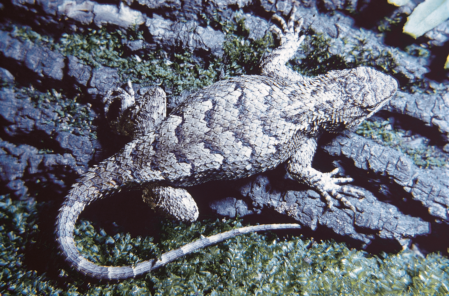 <p><span style="font-family: times new roman">Eastern Fence Lizard</span></p>