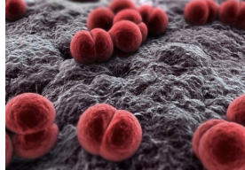 <p><strong>They are typically spherical, gram-negative diplococci. </strong></p>