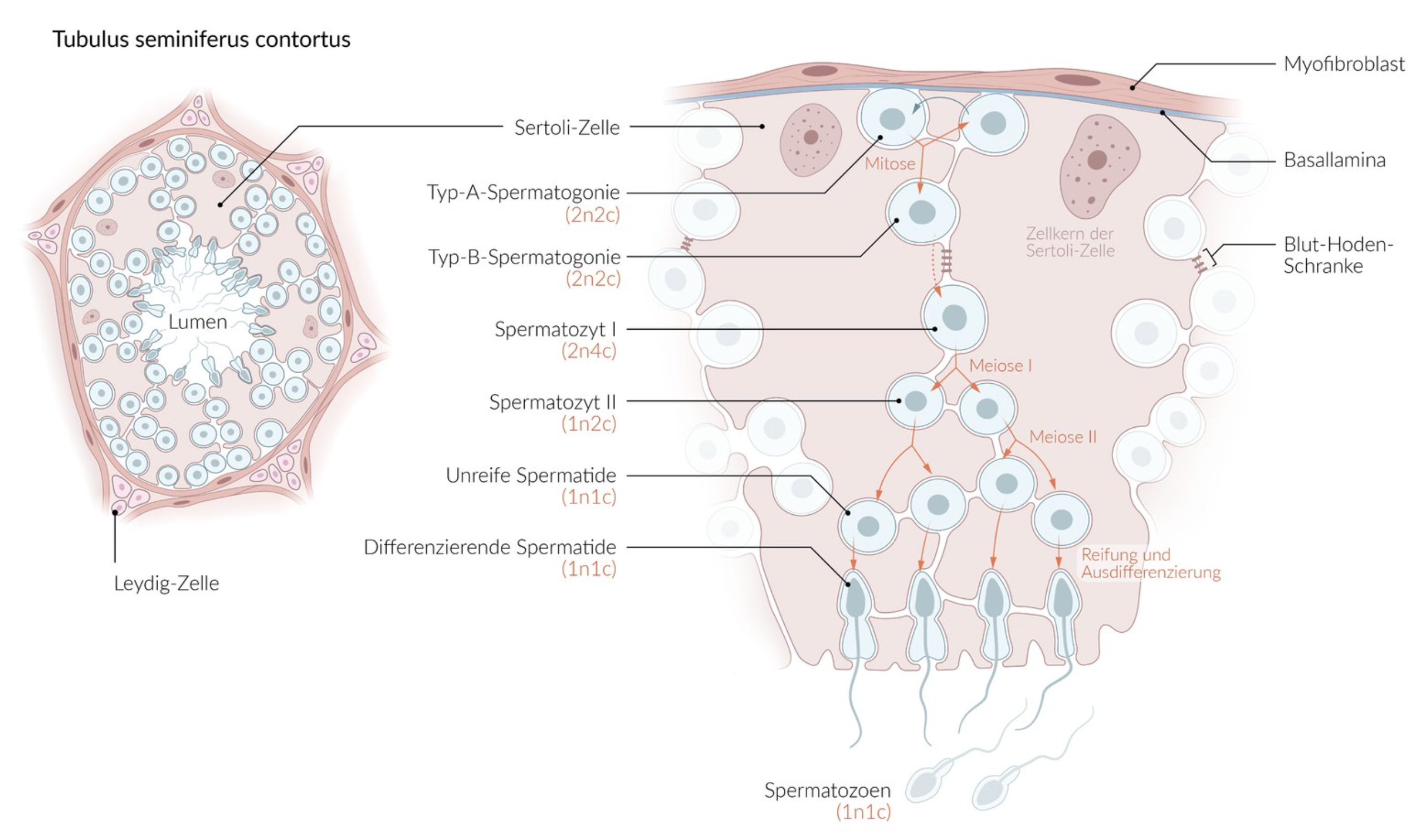 <p>E. Tight junctions of the Sertoli cells</p>