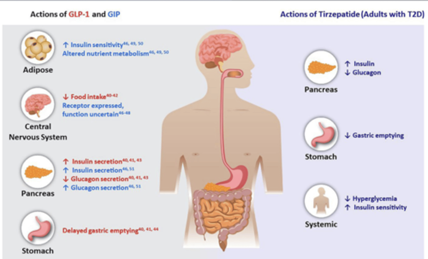 <p>MOA: both a GLP-1 and a GIP receptor agonist that increases glucose-dependent insulin secretion, decreases inappropriate glucagon secretion, and slows gastric emptying</p><p>Clinical indication: type 2 DM; obesity (Zepbound®)</p><p>Adverse effects: GI, hypersensitivity reactions</p><p>Due to lack of additive glycemic benefit, avoid</p><p>concomitant use with a DPP-4 inhibitor.</p><p>May require a dose reduction of insulin and/or insulin secretagogues (sulfonylureas, meglitinides) to avoid hypoglycemia.</p><p>PRO: Significant weight loss</p><p>CON: Use is not recommended in patients with severe GI disease.</p>