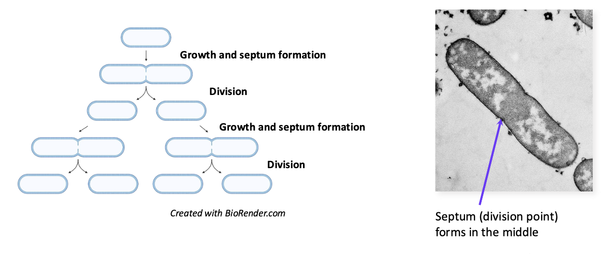 <p>binary fission</p>