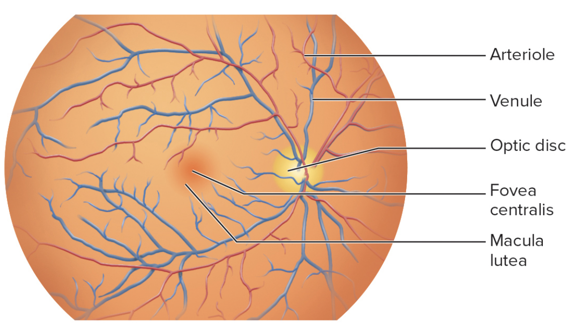 <ul><li><p>Retina&nbsp;</p></li><li><p>optic nerve</p></li><li><p>Macula lutea </p></li></ul><p></p>