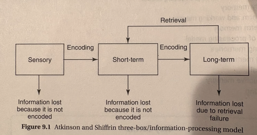 <ul><li><p>information can be retained through repetition (maintenance rehearsal) or effortful processing (putting effort into encoding the meaning of a term)</p></li></ul><p></p>