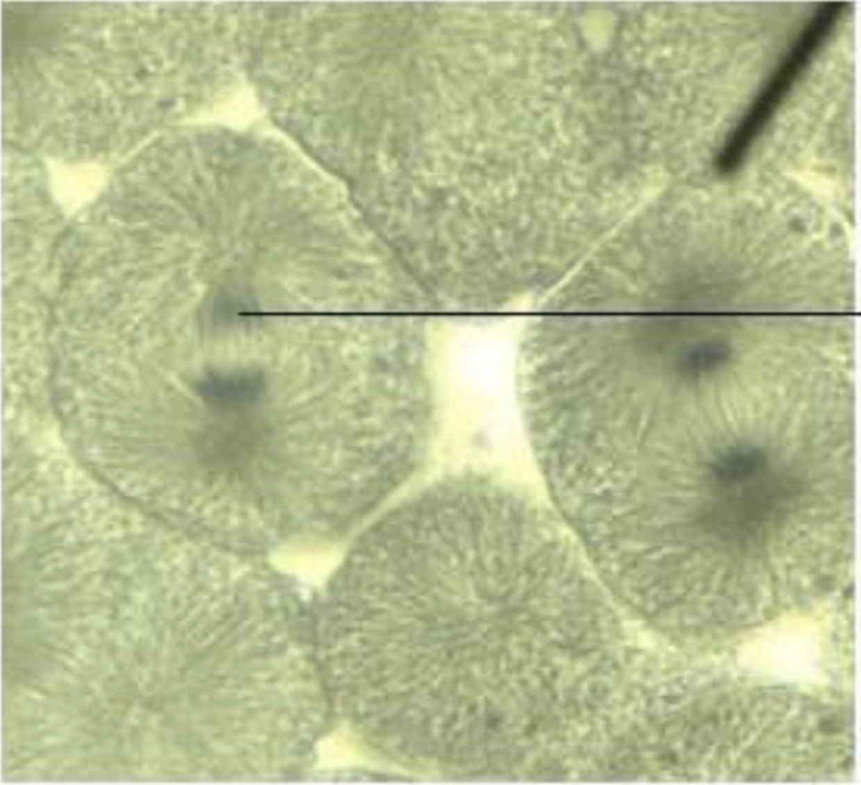 <p>what is the phase of the cell? What does the pointer point to?</p>